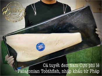 Cá Tuyết Nam Cực